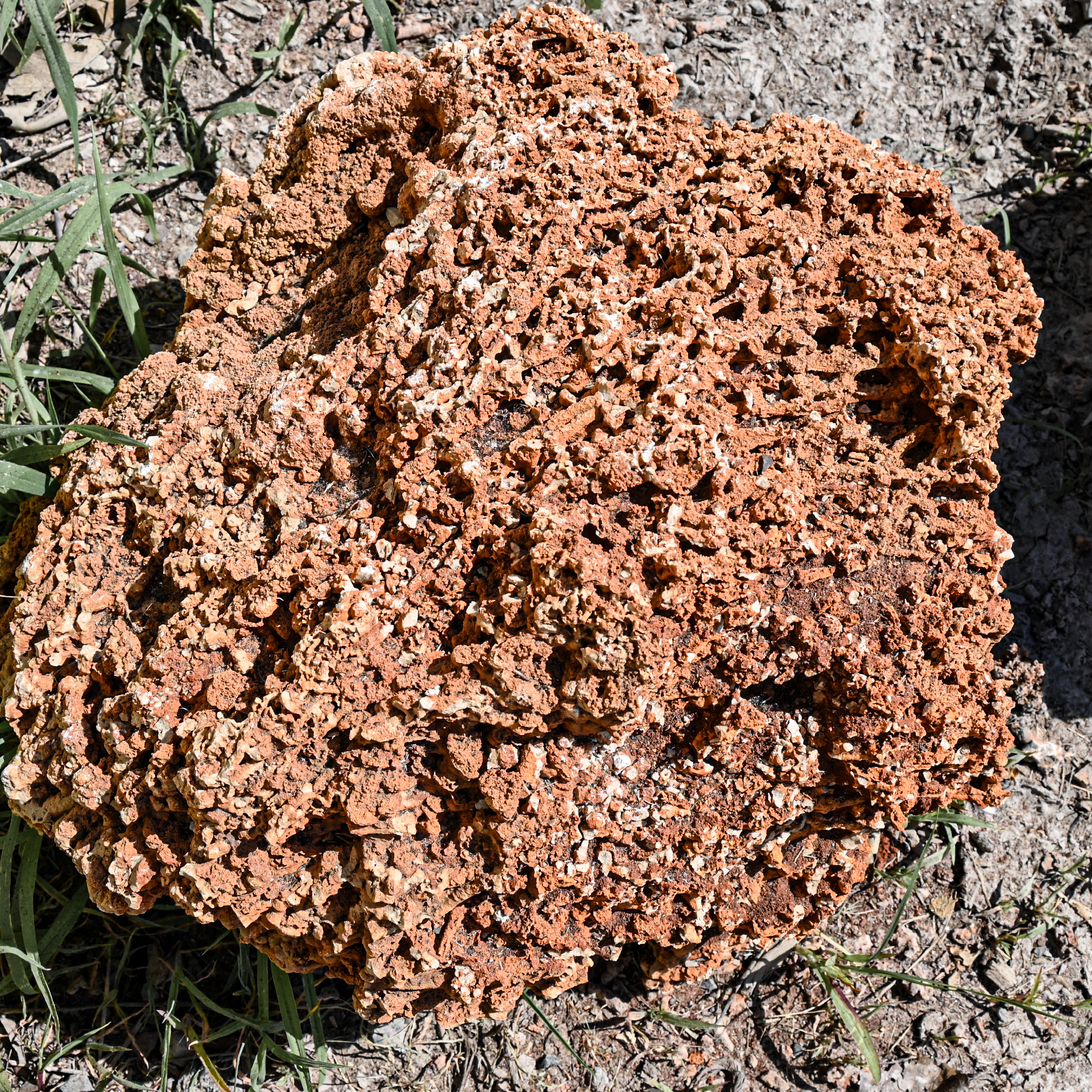 Yellow Coral Boulder